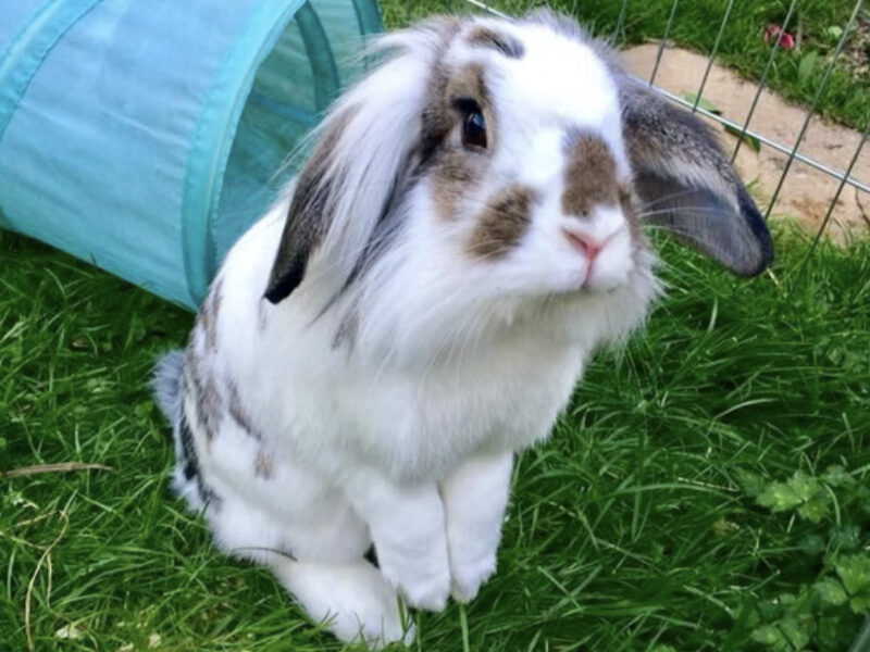 cat-sitters-map-london-2021 white and brown spotted lop ear bunny sitting up curiously