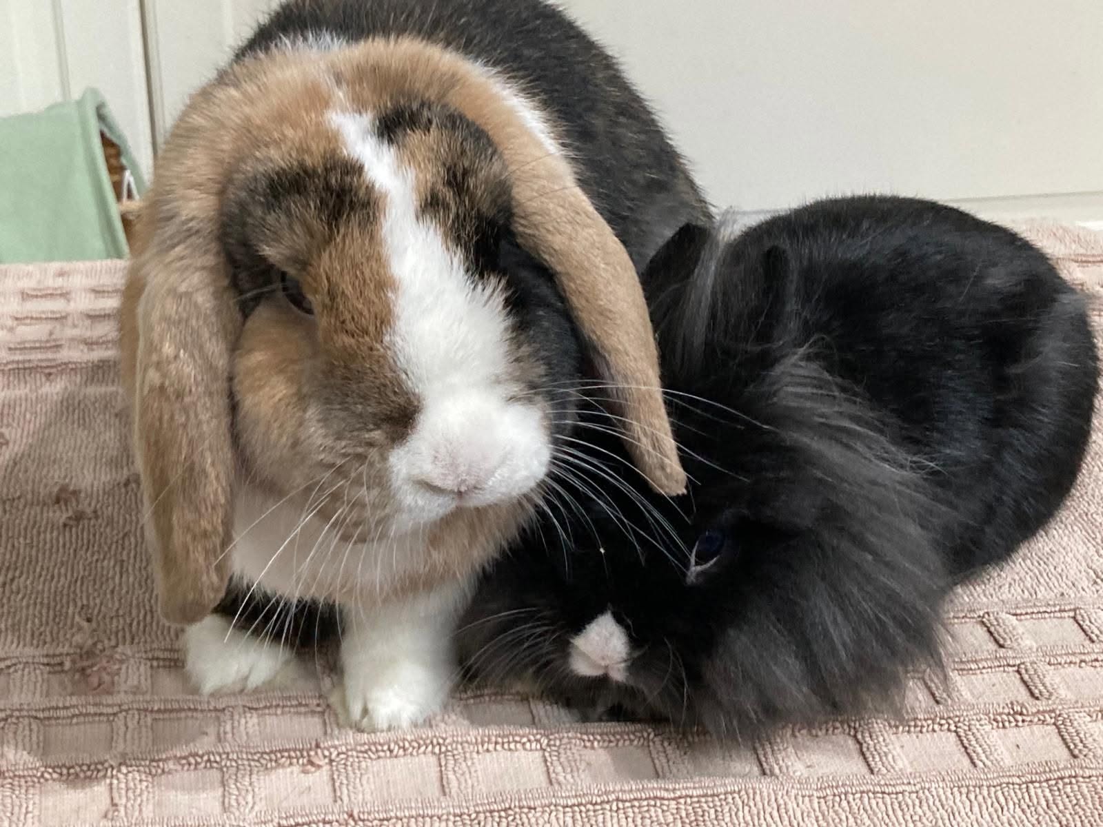 a brown-white and a black rabbit snuggled together