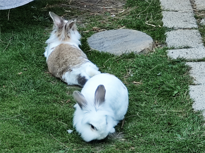 Pud and Pie Pud and Pie on grass